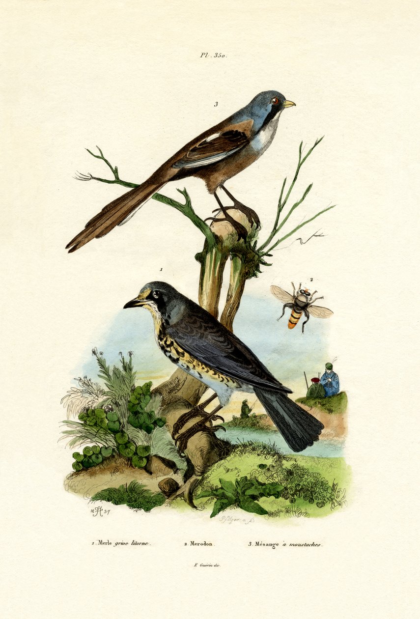 Fieldfare, 1833-39 tekijältä French School