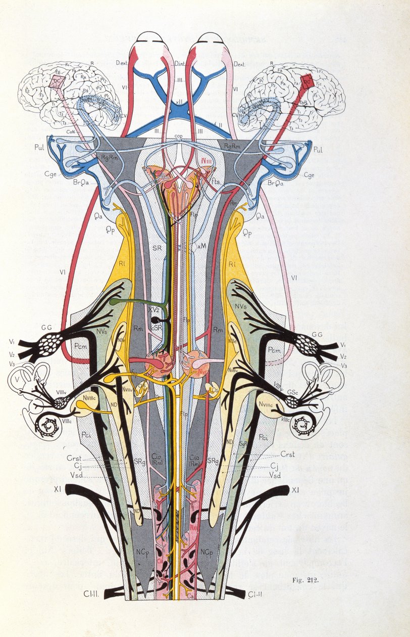 Kuva. 212, J. Dejerinen Semiologie des Affections du Systeme Nervous, 1914 tekijältä French School