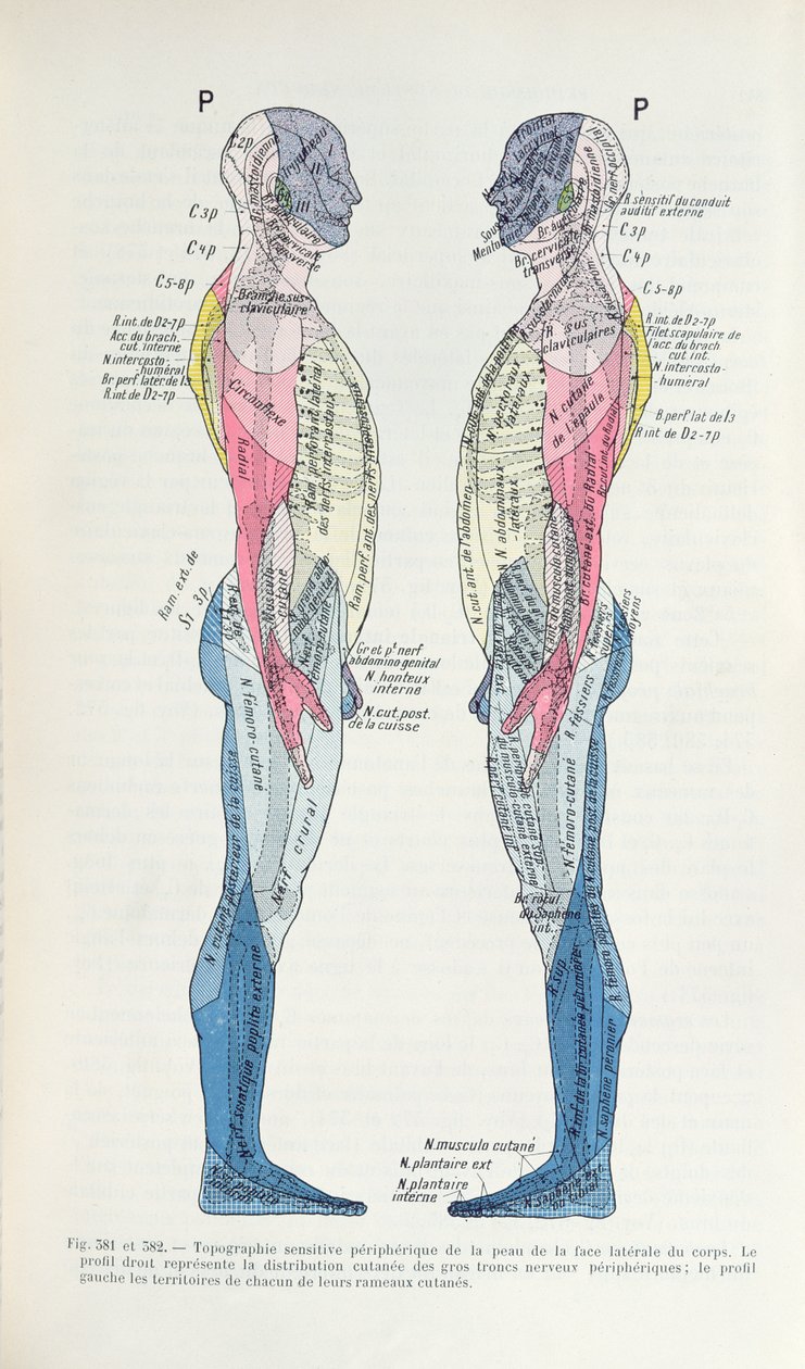 Kuvat 381 & 382 Hermosto, J. Dejerinen julkaisusta Semiologie des Affections du System Nerveux, 1914 tekijältä French School