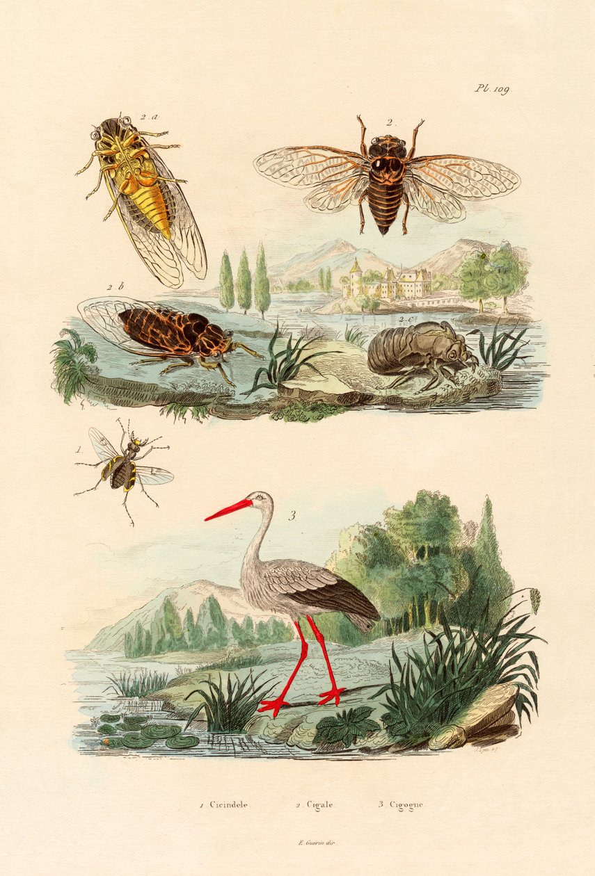 Firefly, 1833-39 tekijältä French School