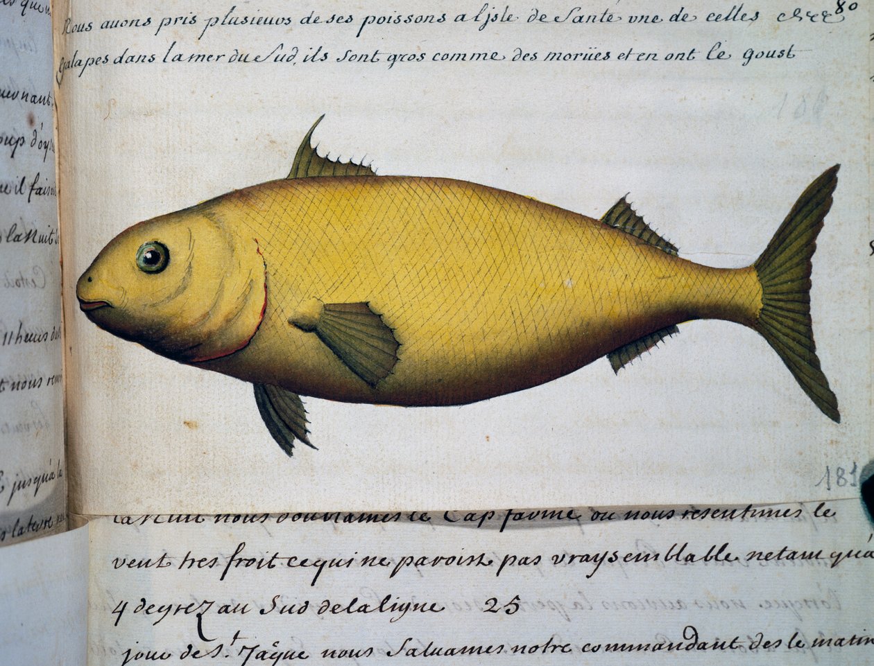 Turskan kokoinen kala, Isle De La Sante, akvarelli lokikirjasta. Jacques Gouin de Beauchesne (1652-1730), Compagnie royale de la Mer du Sudin kapteeni, 1698-1701, Ranska tekijältä French School