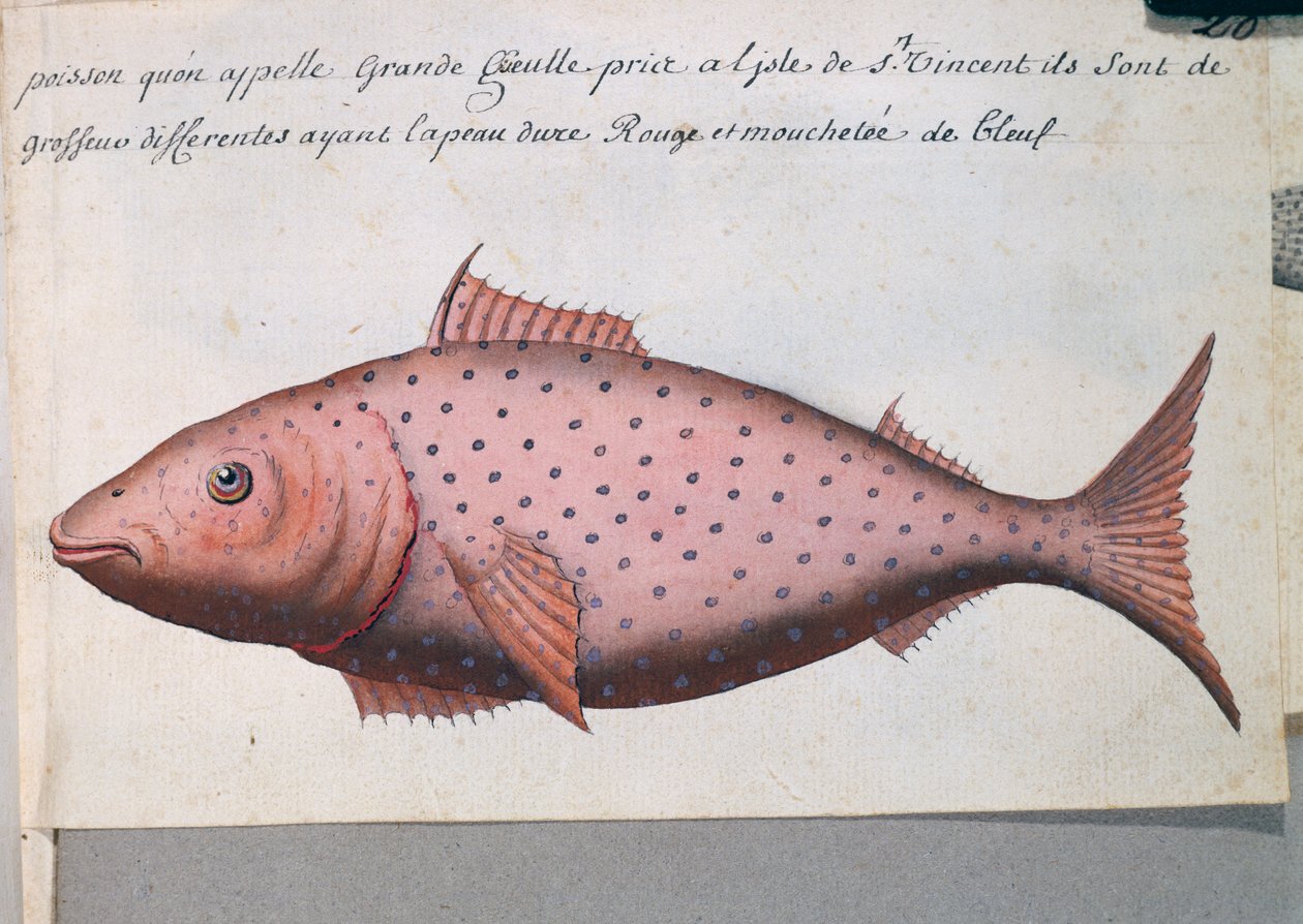 Kala nimeltä Big Mouth, Sao Vicenten saari, Kap Verde, akvarelli lokikirjasta Jacques Gouin de Beauchesnen (1652-1730), Compagnie royale de la Mer du Sudin kapteeni, 1698-1701, Ranska tekijältä French School