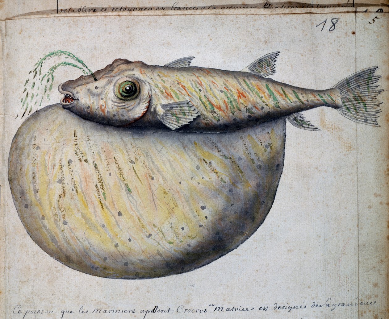 Kala nimeltä Crocros, Sao Vicenten saari, Kap Verde, akvarelli Jacques Gouin de Beauchesnen (1652-1730), Compagnie royale de la Mer du Sud -yhtiön kapteenin lokikirjasta, 1698-1701, Ranska. tekijältä French School