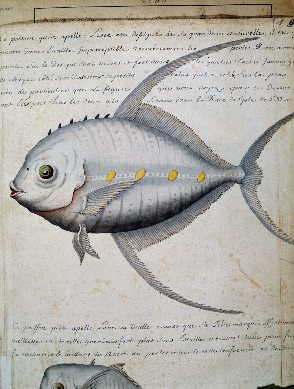 Kala nimeltä Lisse, Sao Vicenten saari, Kap Verde, akvarelli lokikirjasta Jacques Gouin de Beauchesnen (1652-1730), Compagnie royale de la Mer du Sudin kapteeni, 1698-1701, Ranska tekijältä French School
