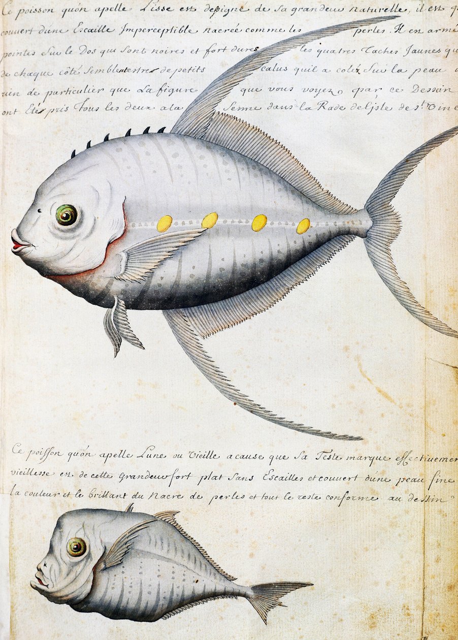 Kalat nimeltä Lisse ja Moon fish, Sao Vicenten saari, Kap Verde, akvarelli lokikirjasta Jacques Gouin de Beauchesnen (1652-1730), Compagnie royale de la Mer du Sudin kapteeni, 1698-1701, Ranska tekijältä French School