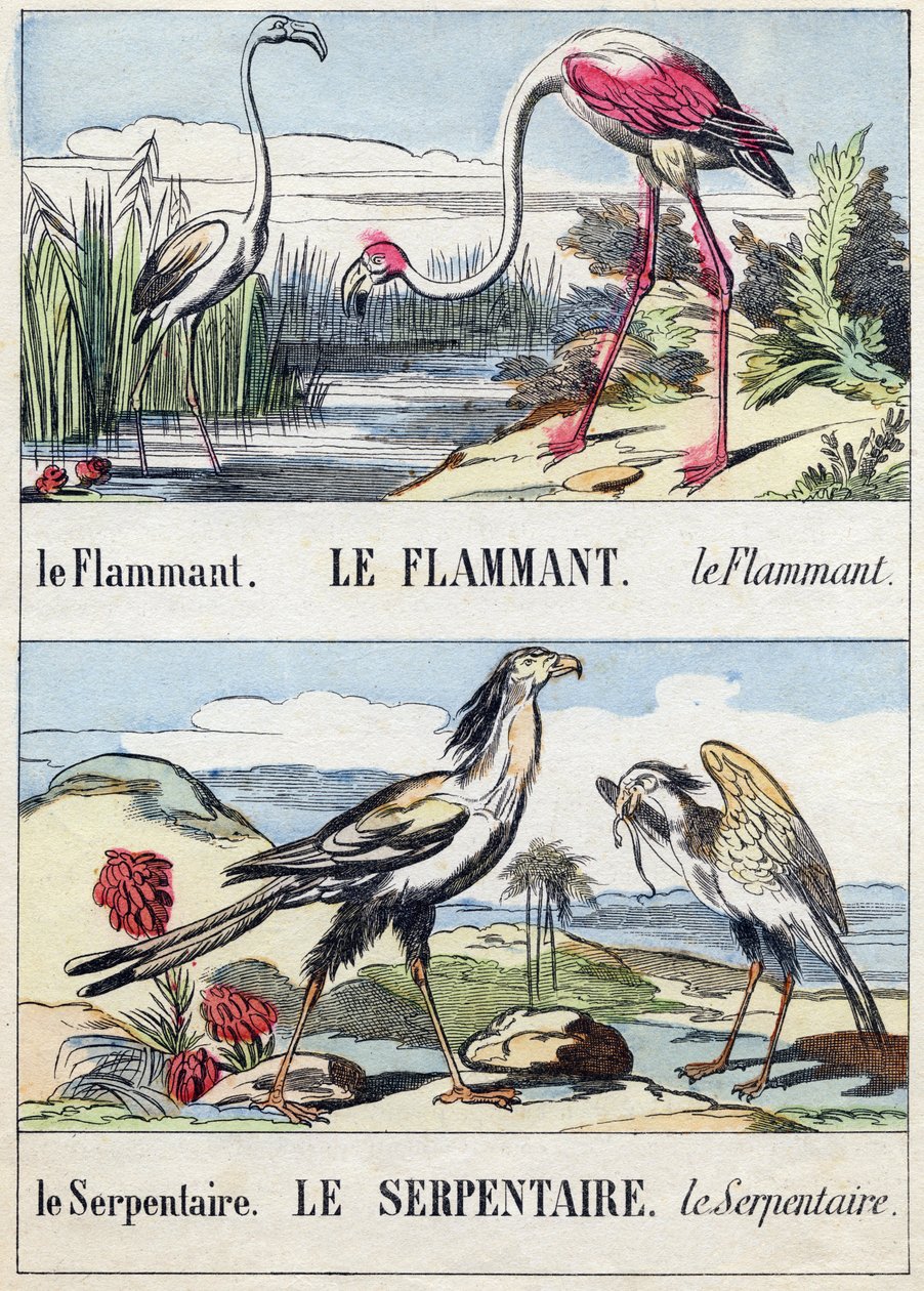 Liekki ja käärme. Kaiverrus "Buffon Alphabet des Oiseaux n 2". 3. Serie N 2. Epinalin kuvantaminen, Epinal, 1800-luvun loppu. 16 sivua. Mitat: 28 x 21 cm tekijältä French School