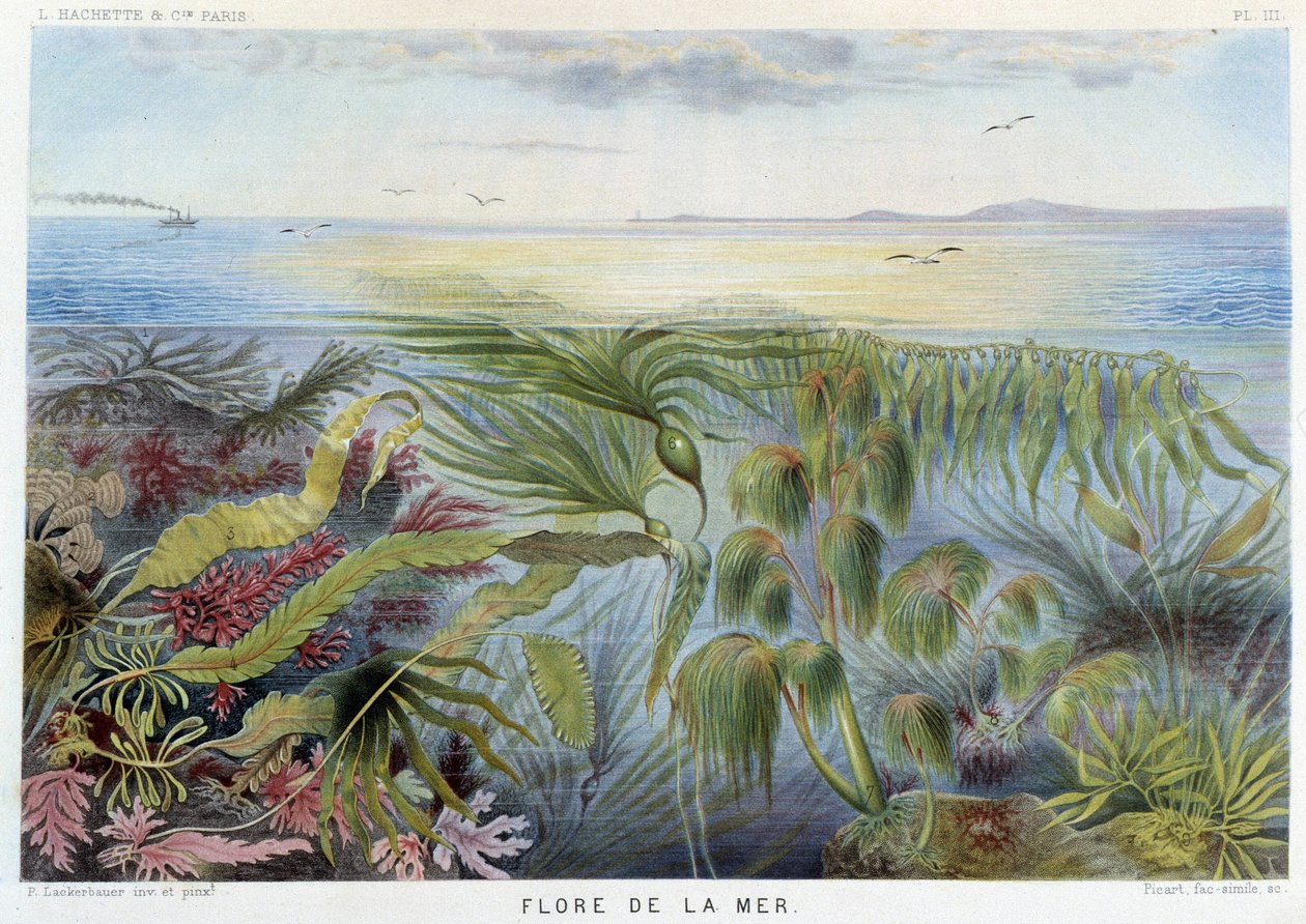 Meren kasvisto - teoksessa "Le Monde de la Mer", Alfred Fredol, toim. Pariisi, Hachette. tekijältä French School