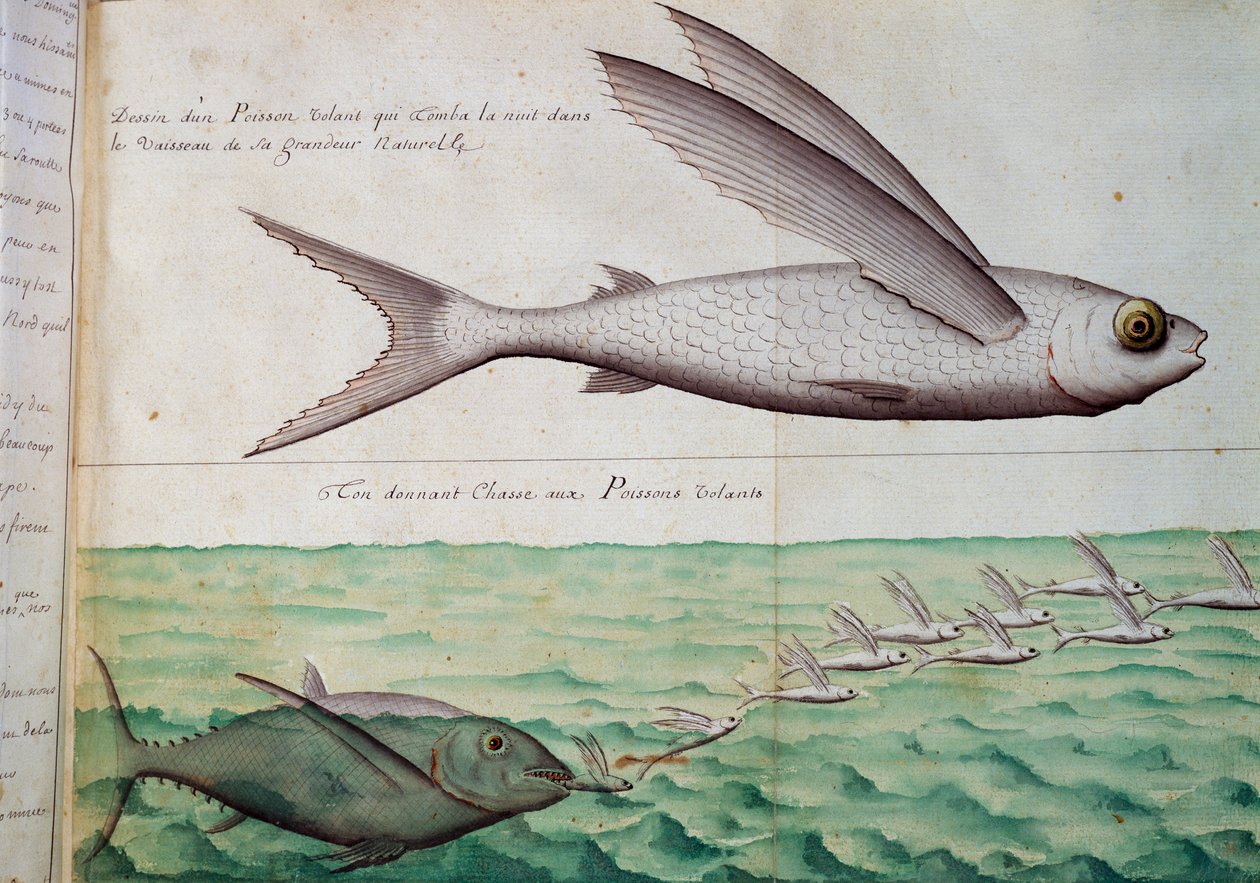 Lentokala ja tonnikala jahtaamassa lentäviä kaloja, Syövän trooppinen, akvarelli lokikirjasta Jacques Gouin de Beauchesnen (1652-1730), Compagnie royale de la Mer du Sudin kapteeni, 1698-1701, Ranska tekijältä French School