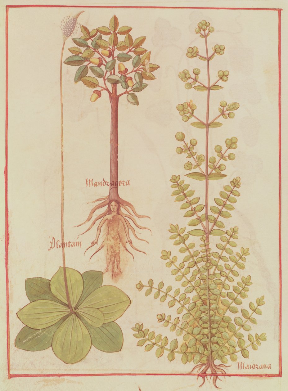 Fr 12322 f.180v Plantain, meirami ja mandrake, Livre des Simples Medecines, n. 1520-30 tekijältä French School
