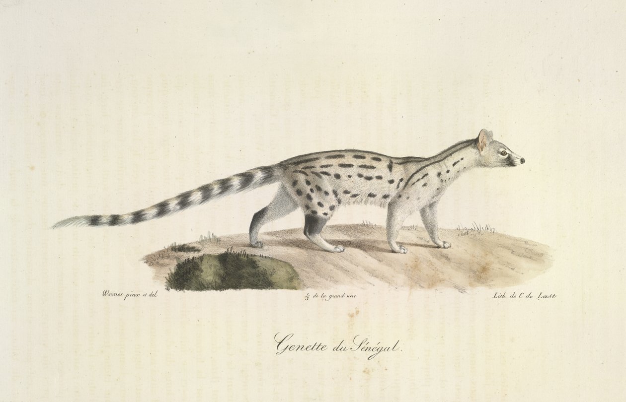 Senegal Genet, nisäkkäiden luonnonhistoriasta (väri litho) tekijältä French School