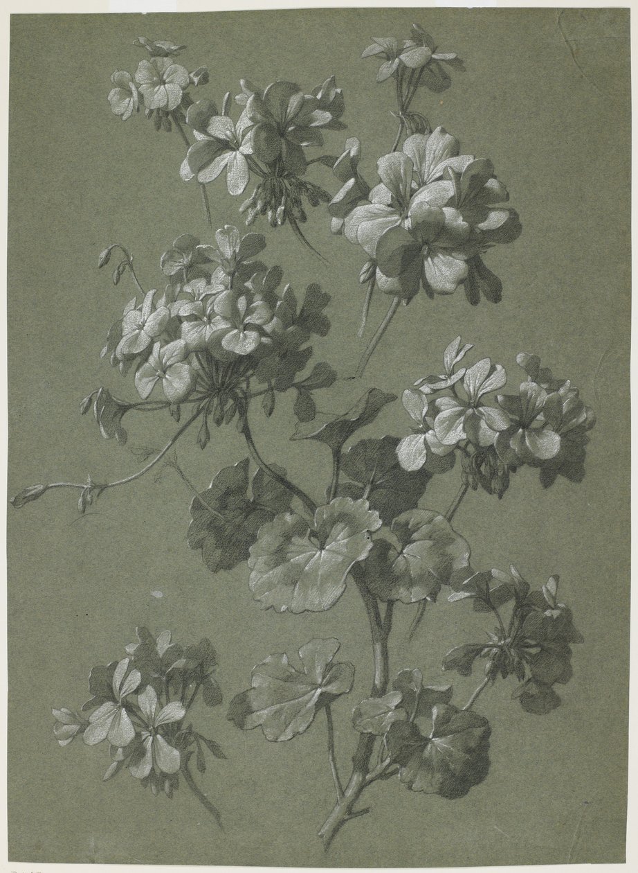 Geranium (Pelargonium sp.), n. 1800 (hiili ja valkoinen liitu, vihreä kudos) tekijältä French School