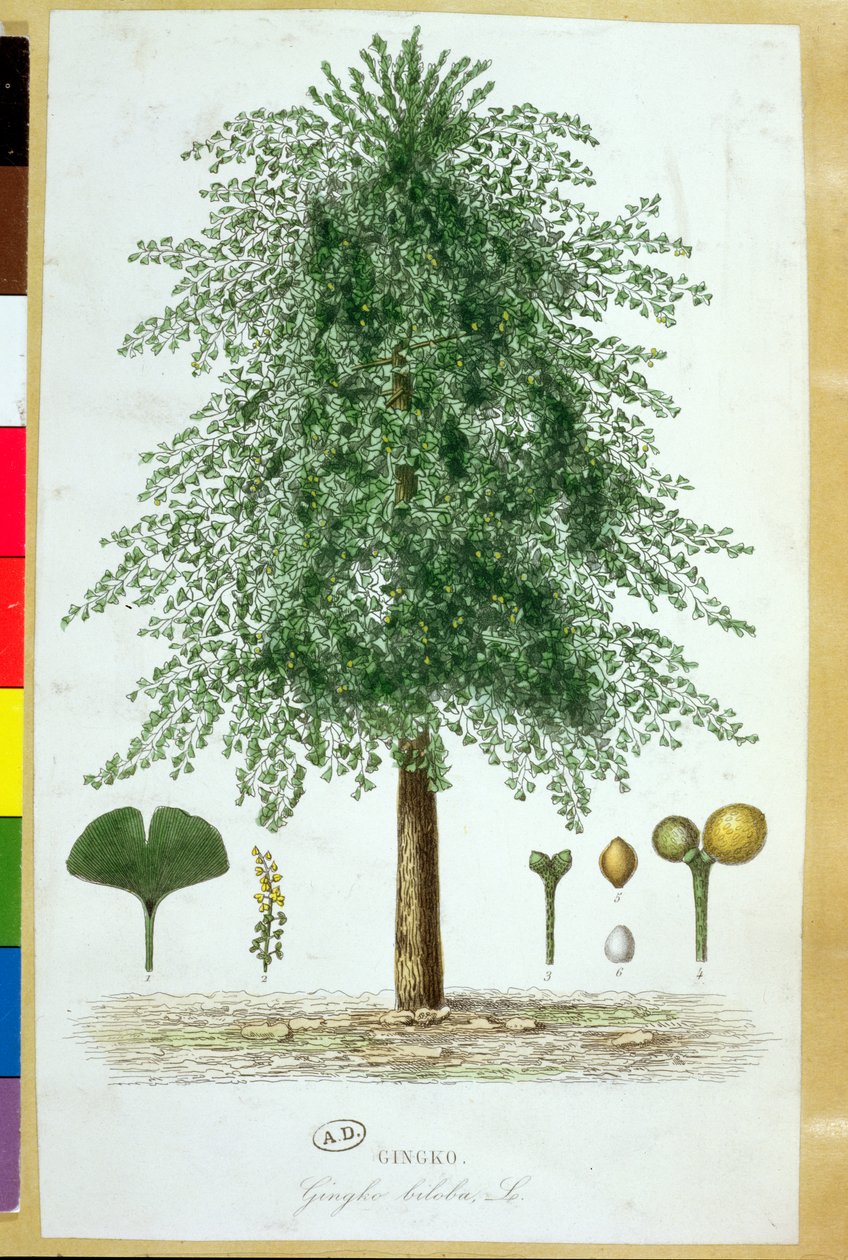 Ginkgo biloba -puu tekijältä French School