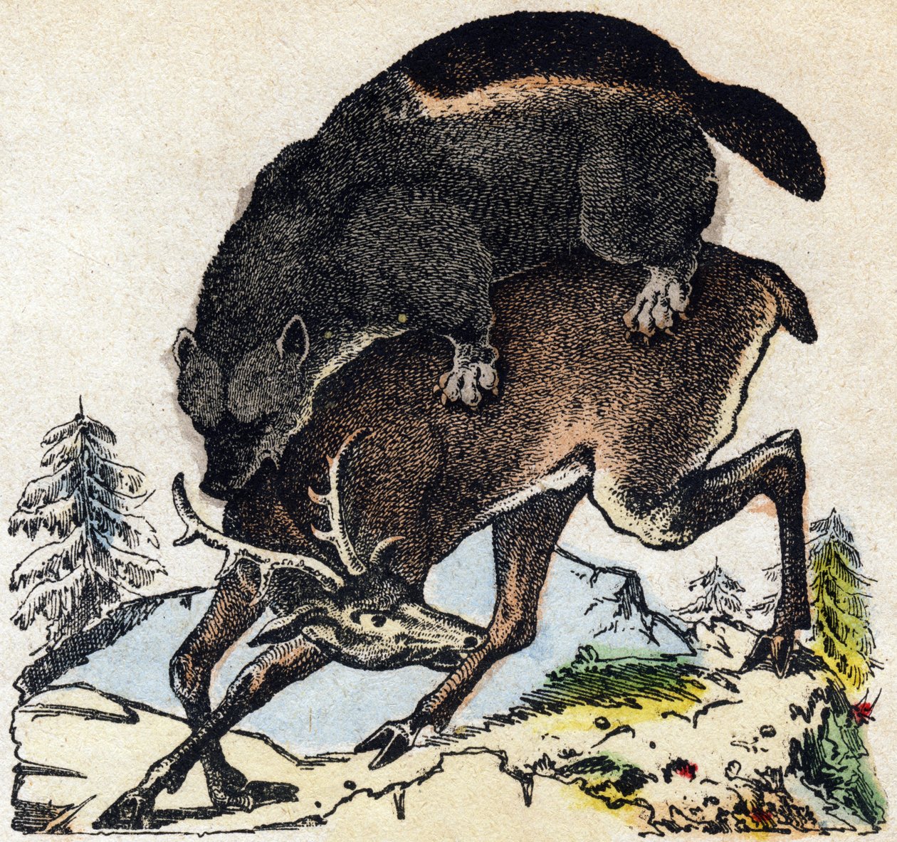 Ahmatti. Kaiverrus "" Alphabet des animaux sauvages"". 9. sarja. Kuvia Epinalista, Pellerin, paino-kustantaja, noin 1870. Kaiverrukset puuhun, stenciloitu. 16 sivua. Mitat: 20 x 15 cm. Yksityinen kokoelma tekijältä French School