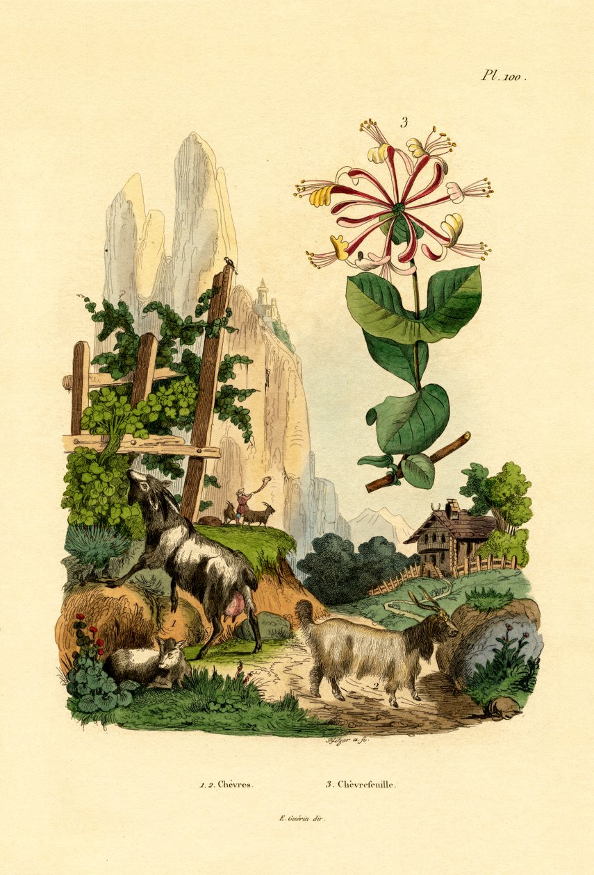 Vuohet, 1833-39 tekijältä French School