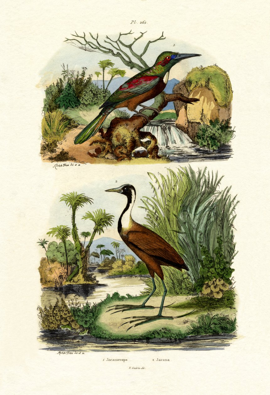 Suuri Jacamar, 1833-39 tekijältä French School