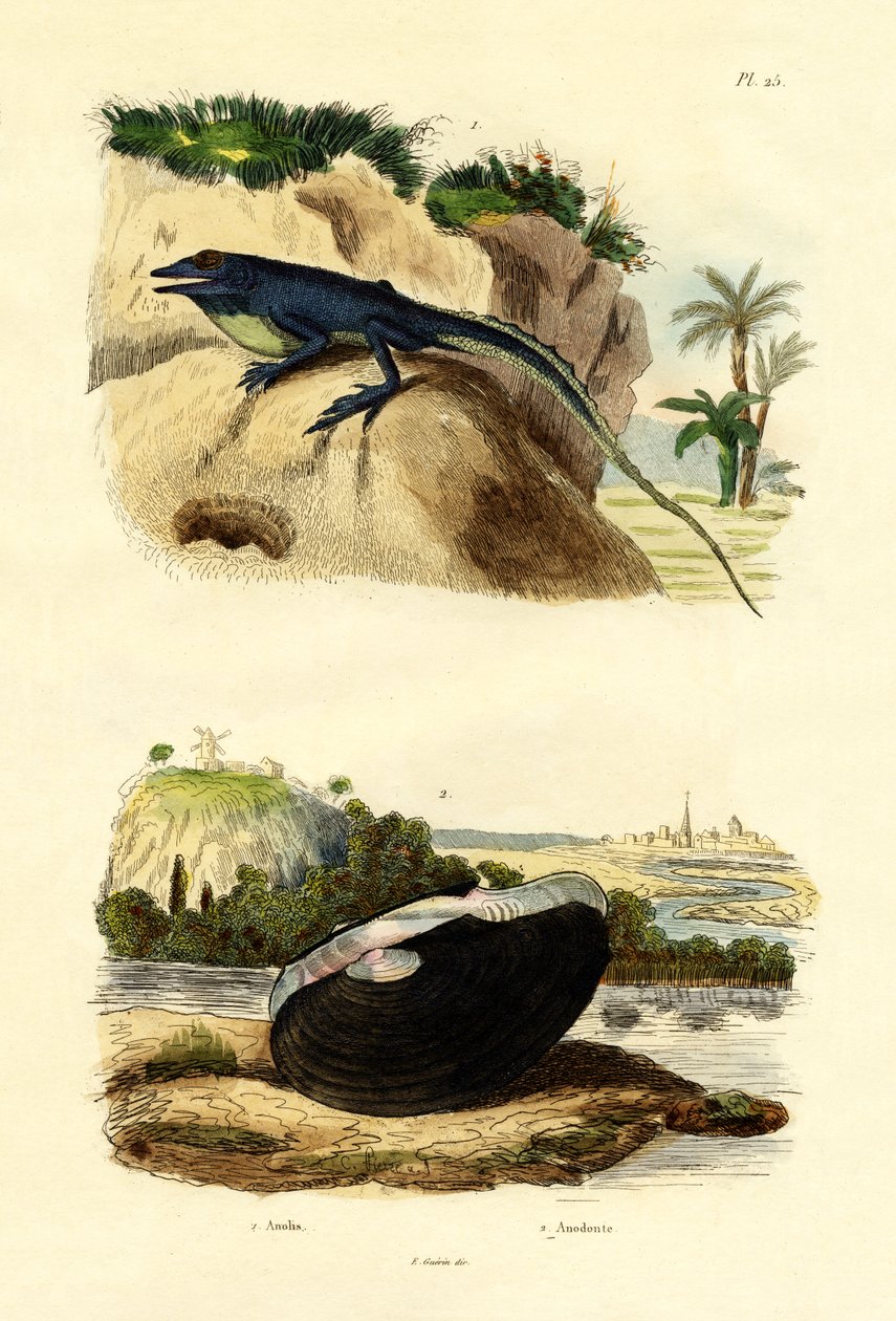 Vihreä Anole, 1833-39 tekijältä French School