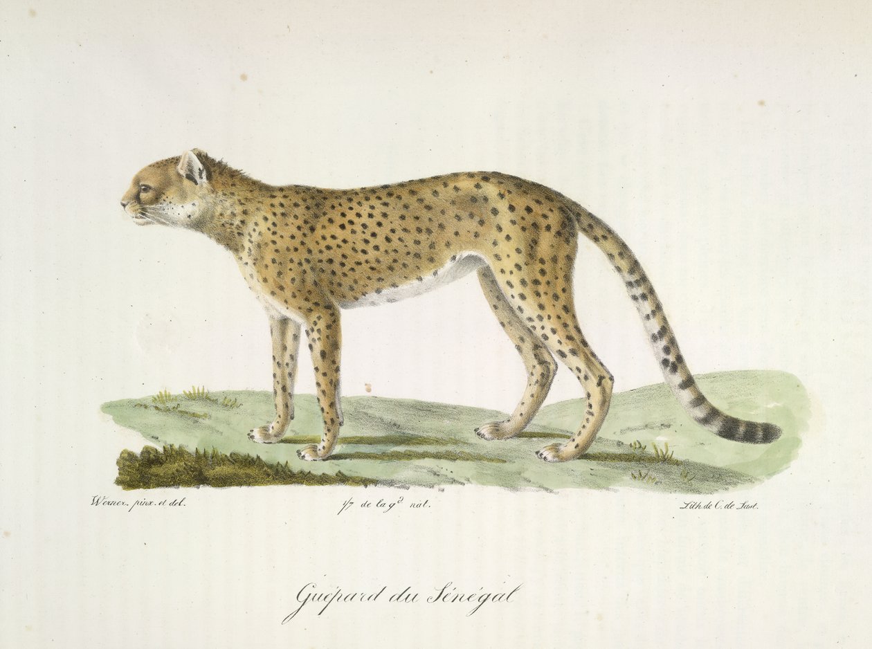 Senegalin gepardi, nisäkkäiden luonnonhistoriasta (väri litho) tekijältä French School