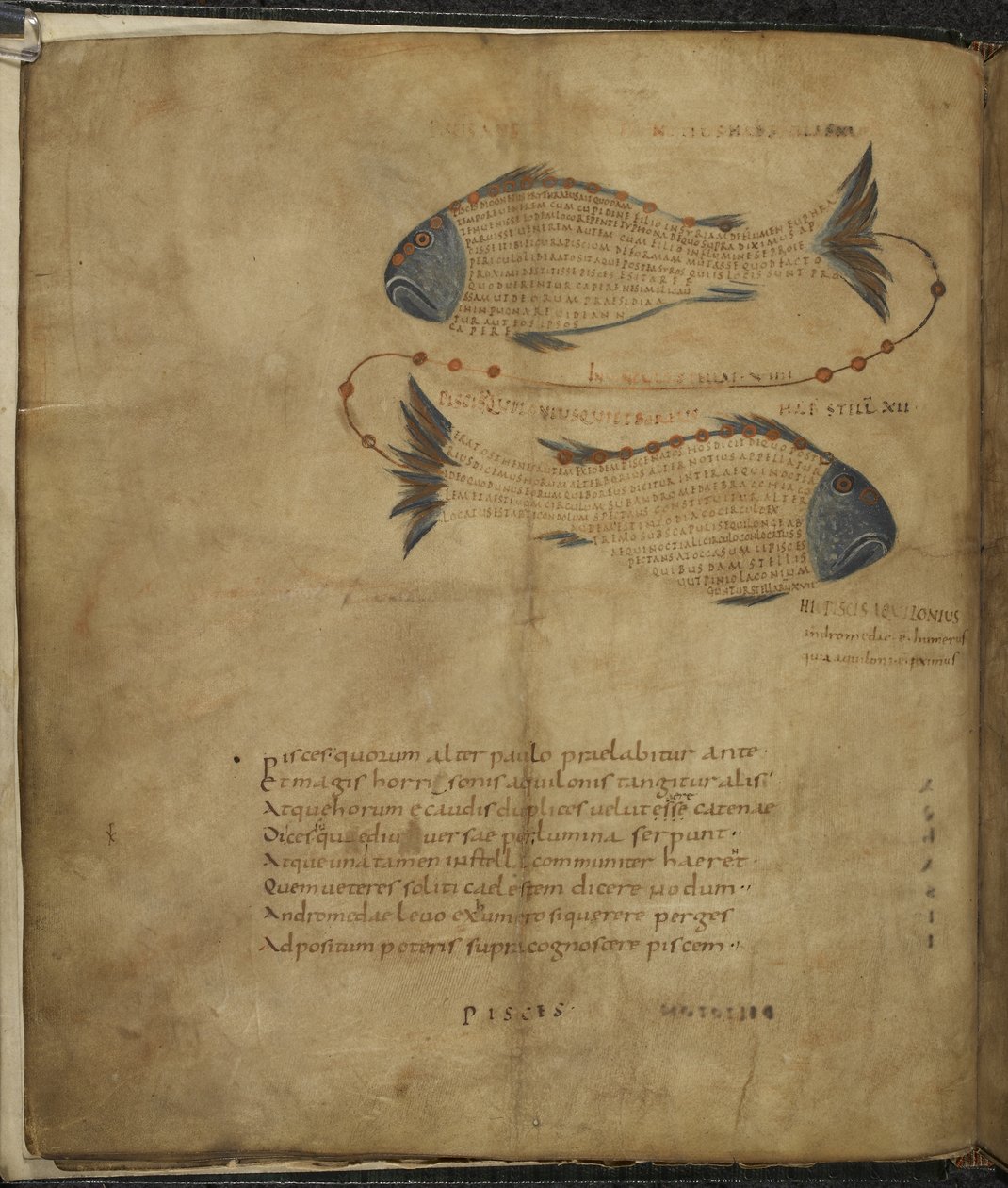 Harley 647, f.3v Kuva Kalojen tähdistöstä, Marcus Tullius Ciceron teoksesta Aratus, n. 1820-40 (vellum) tekijältä French School