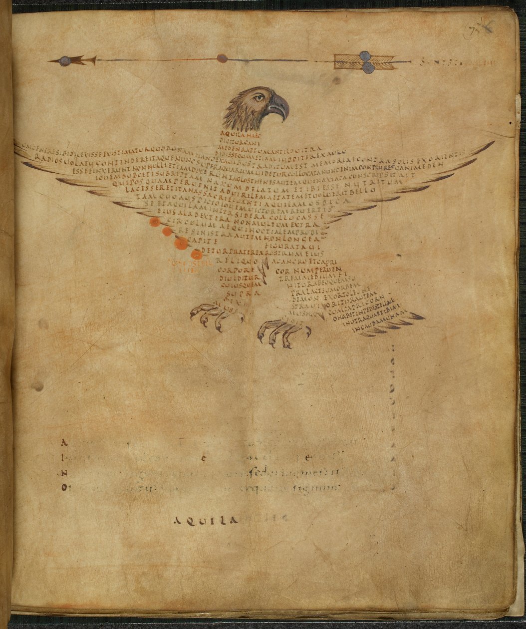 Harley 647, f.7 Kuva tähdistöstä "Aquila the Eagle", "Aratea, otteita Hyginuksen Astronomica in the Constellation Figures" -kuvasta, kirjoittanut Marcus Tullius Cicero (muste ja väri paperille) tekijältä French School