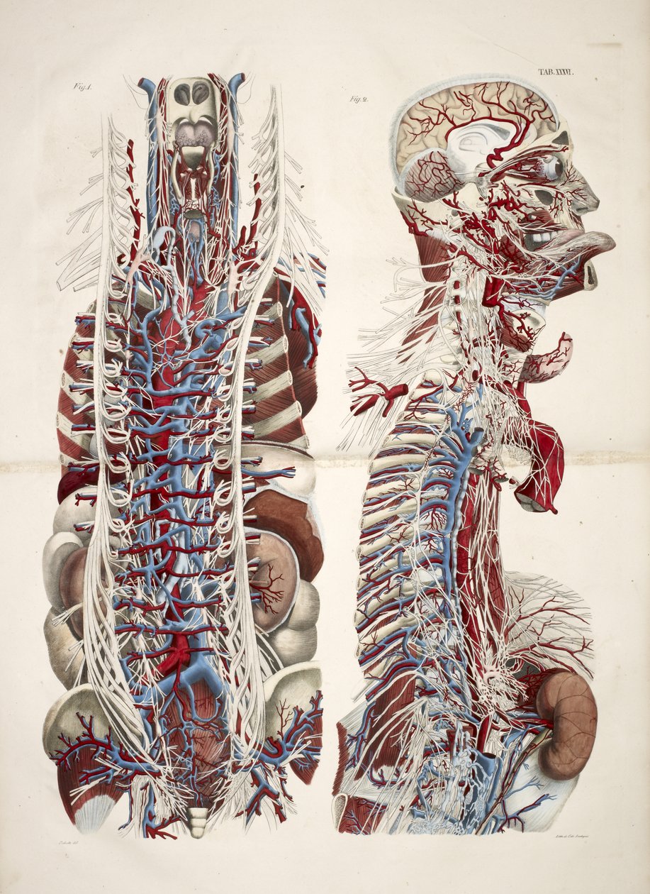 Pää ja vartalo, teoksesta "Ihmiskehon anatomiset levyt, jotka on toteutettu luonnollisista mitoista, mukana selittävä teksti Julkaisija cte de Lasteyrie...", n. 1824 (väri litho) tekijältä French School