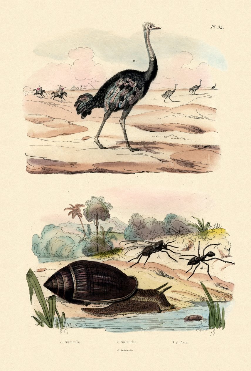Herald Snail, 1833-39 tekijältä French School