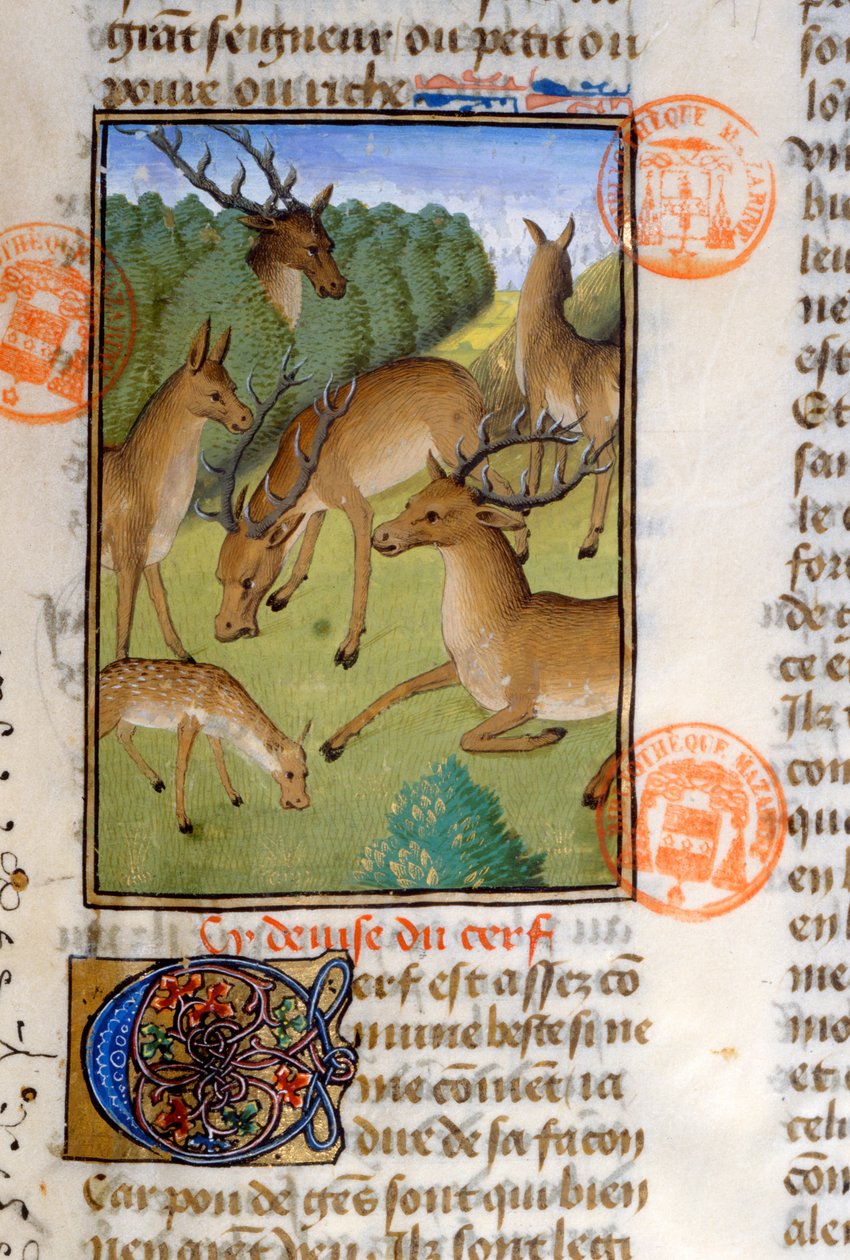 Gaston Phebus de Foix (1331-91) Livre de la Chasse -hirvieläinlauma tekijältä French School