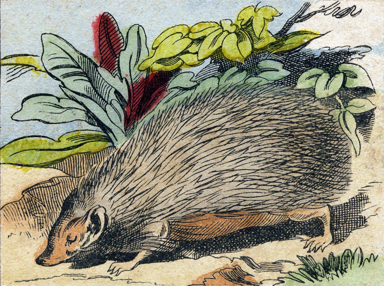 Herisson. Kaiverrus "Buffon Alphabet des Animaux". 3. sarja N 1. Epinal, Epinal, 1800-luvun loppu. Kuvaus. 16 sivua. Mitat: 28x21cm tekijältä French School