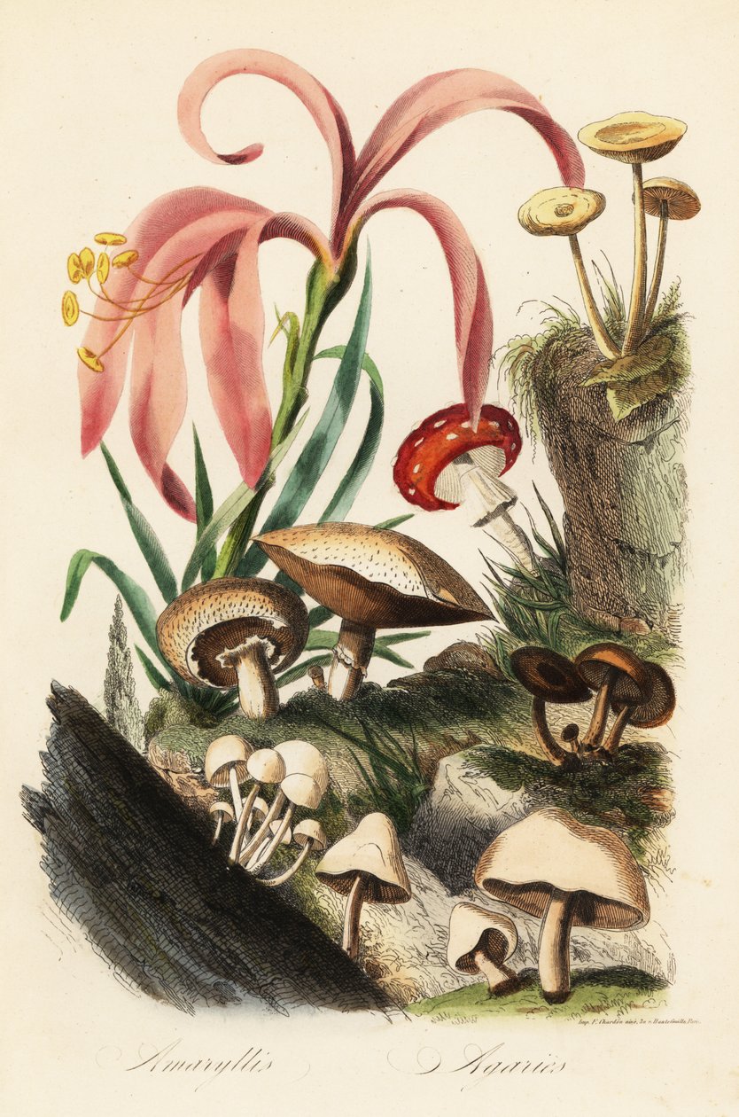 Hippeastrum-lajit, kärpässienet, Amanita muscaria, Amanita caesarea, Caesar
