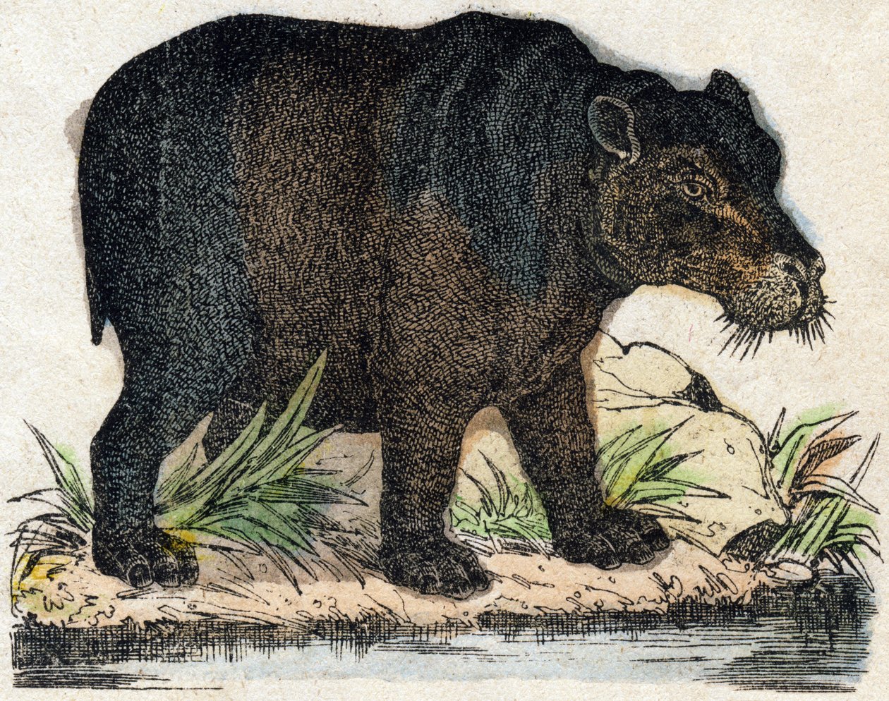 Virtahepo. Kaiverrus "" Alphabet des animaux sauvages"". 9. sarja. Kuvia Epinalista, Pellerin, paino-kustantaja, noin 1870. Kaiverrukset puuhun, stenciloitu. 16 sivua. Mitat: 20 x 15 cm. Yksityinen kokoelma tekijältä French School