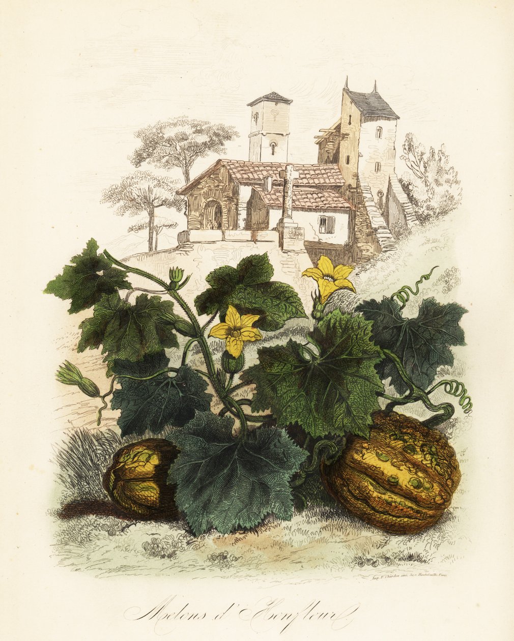 Honfleur-meloni, Cucumis melo tekijältä French School