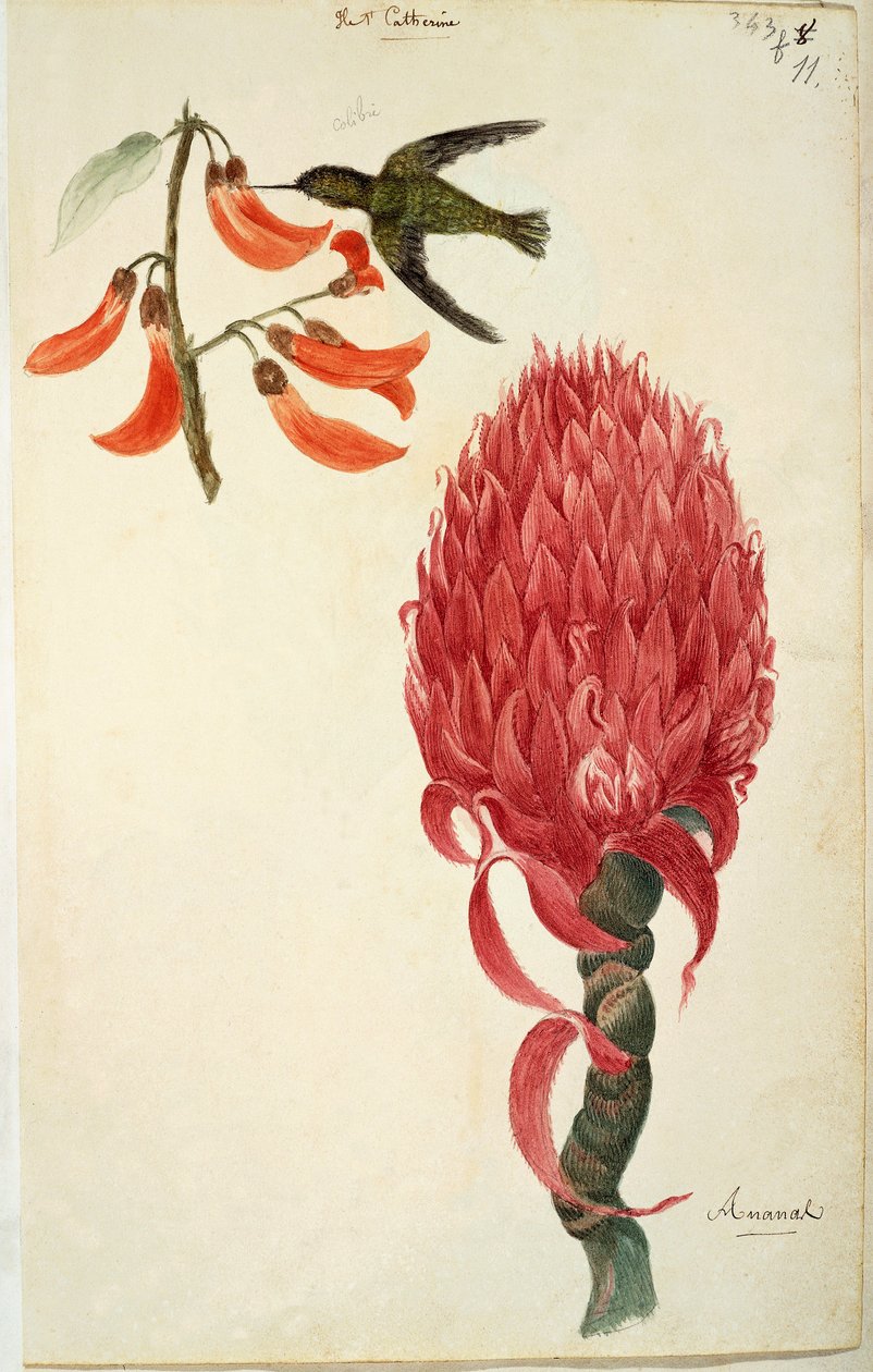 Lejeunen kolibri (Trochilidae) ja ananas (Ananas comosus) tekijältä French School