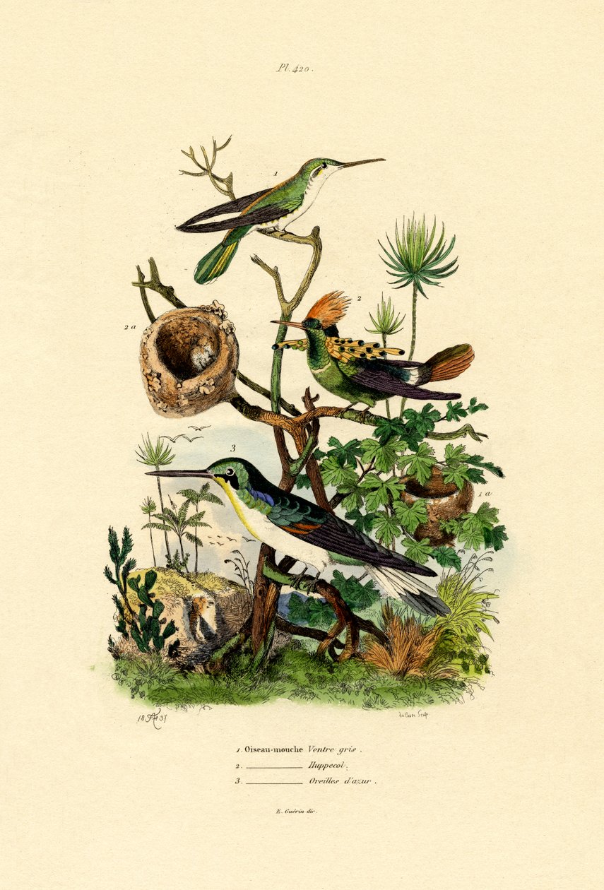Hummingbirds, 1833-39 tekijältä French School