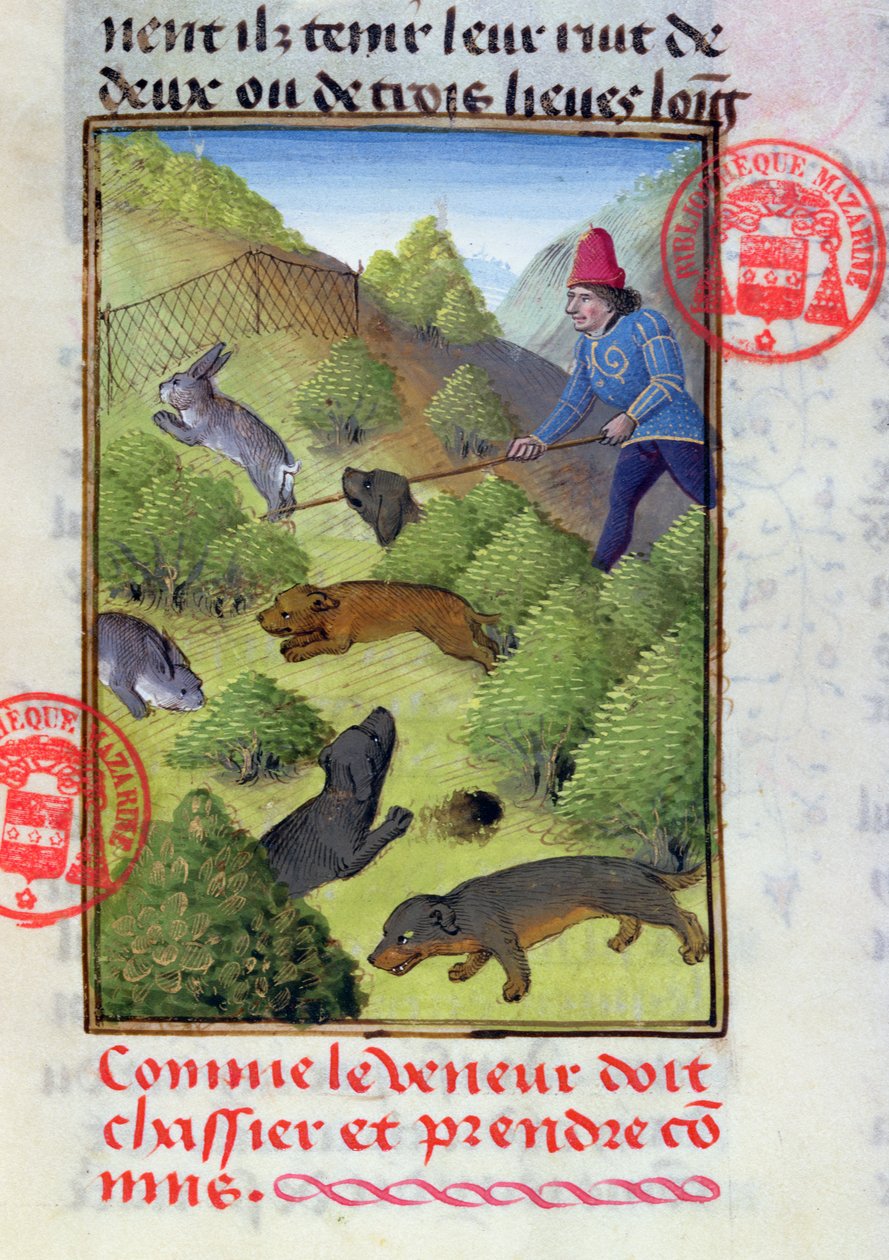 Metsästys kaneja koirien ja verkkojen kanssa, Gaston Phebusin Livre de la Chassesta, 1400-luvun alku tekijältä French School