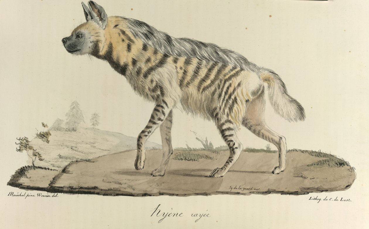 Hyena, raidallinen hyeena, Natural History of Mammals (väri litho) tekijältä French School