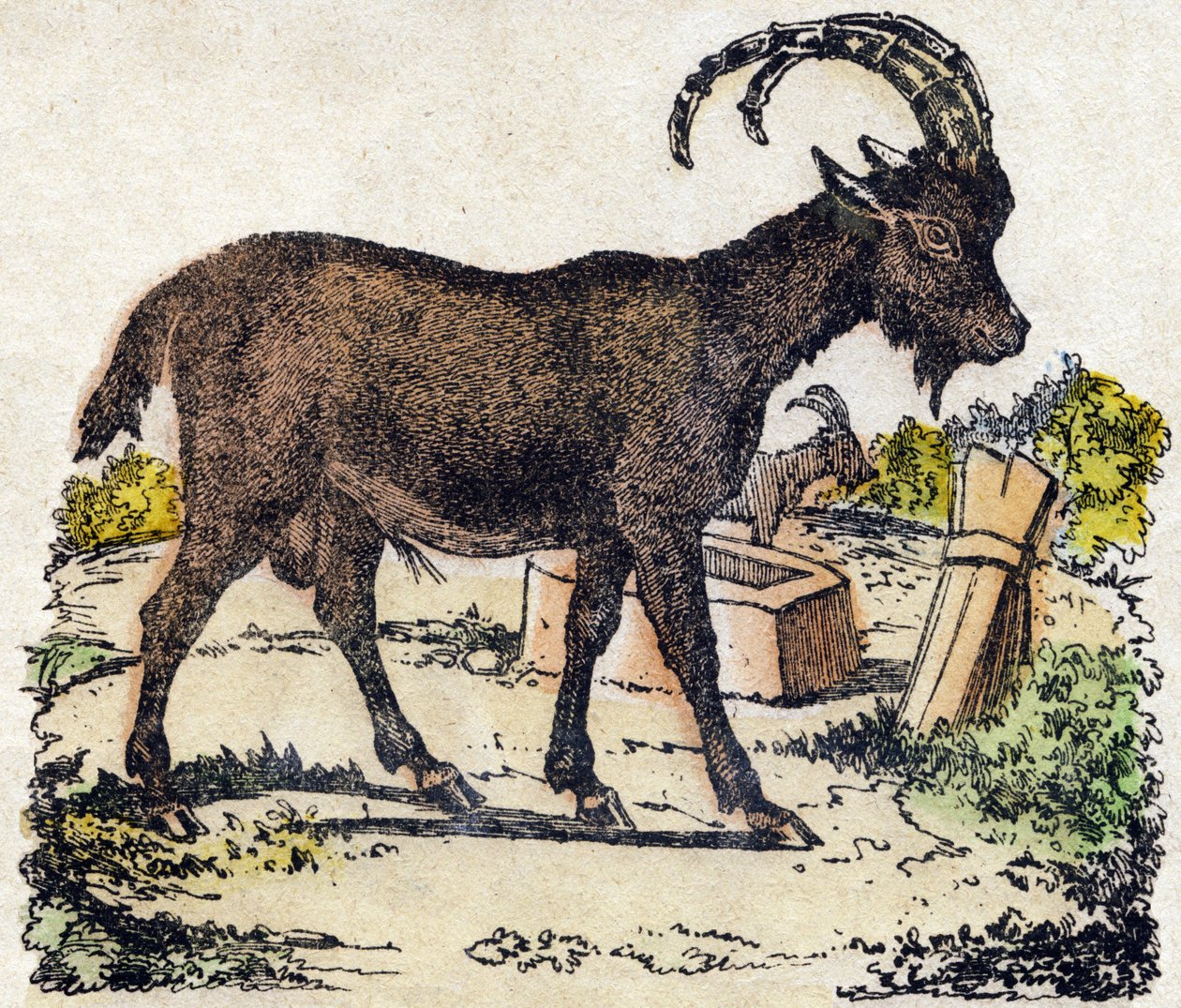 Ibex. Kaiverrus "" Alphabet des animaux sauvages"". 9. sarja. Kuvia Epinalista, Pellerin, paino-kustantaja, noin 1870. Kaiverrukset puuhun, stenciloitu. 16 sivua. Mitat: 20 x 15 cm. Yksityinen kokoelma tekijältä French School