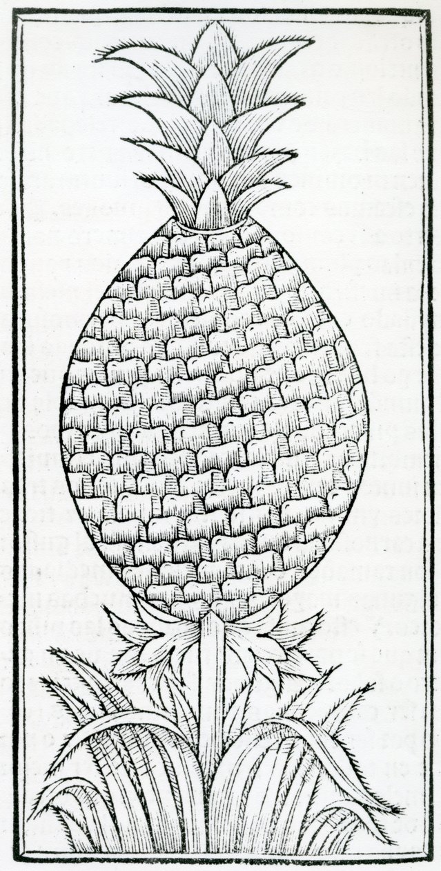 Kuvitus "Intian luonnonhistoriasta", Gonzalo Fernandez de Oviedo (1478–1557) tekijältä French School