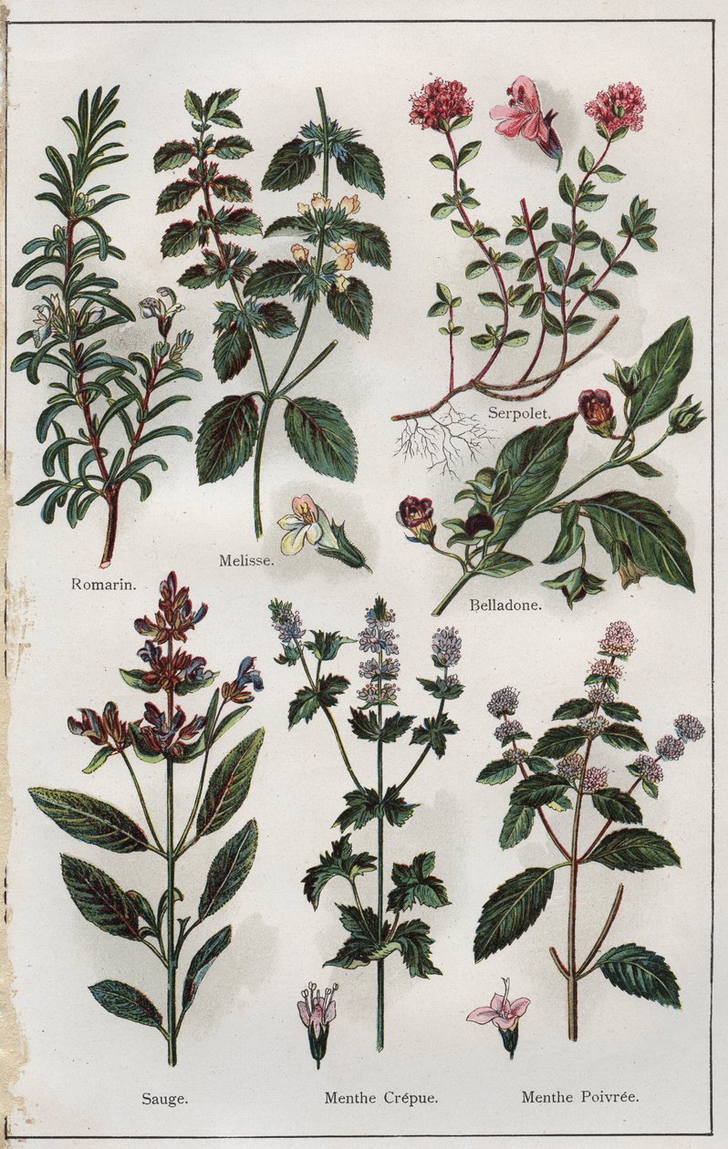 Kuvitus teoksesta "Mon docteur, traite de medecine et d