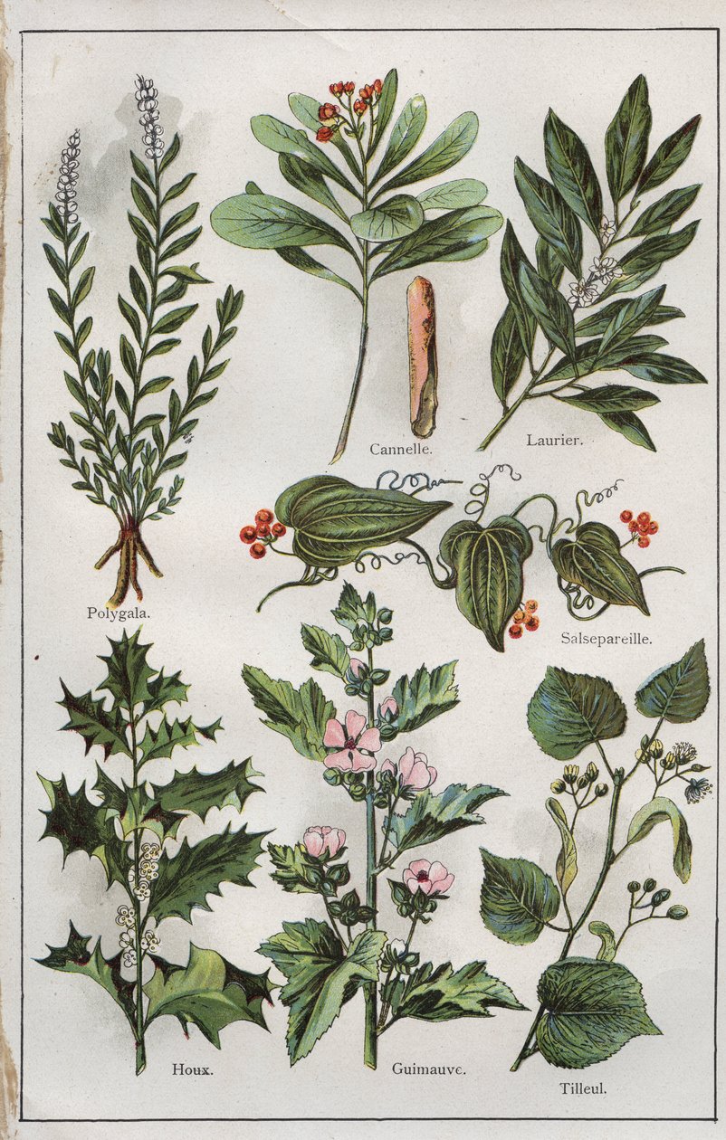 Kuvitus teoksesta "mon docteur - traite de medecine et d
