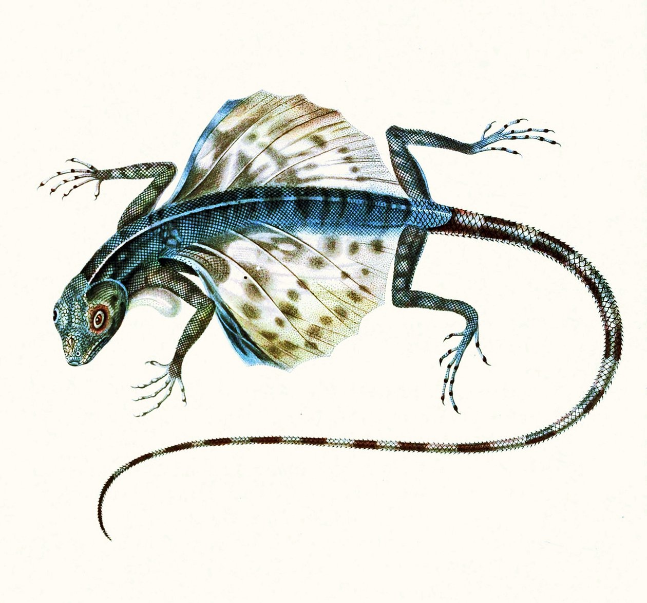 Kuva liukuvasta liskosta - Draco Volans 1831 (värikaiverrus) tekijältä French School