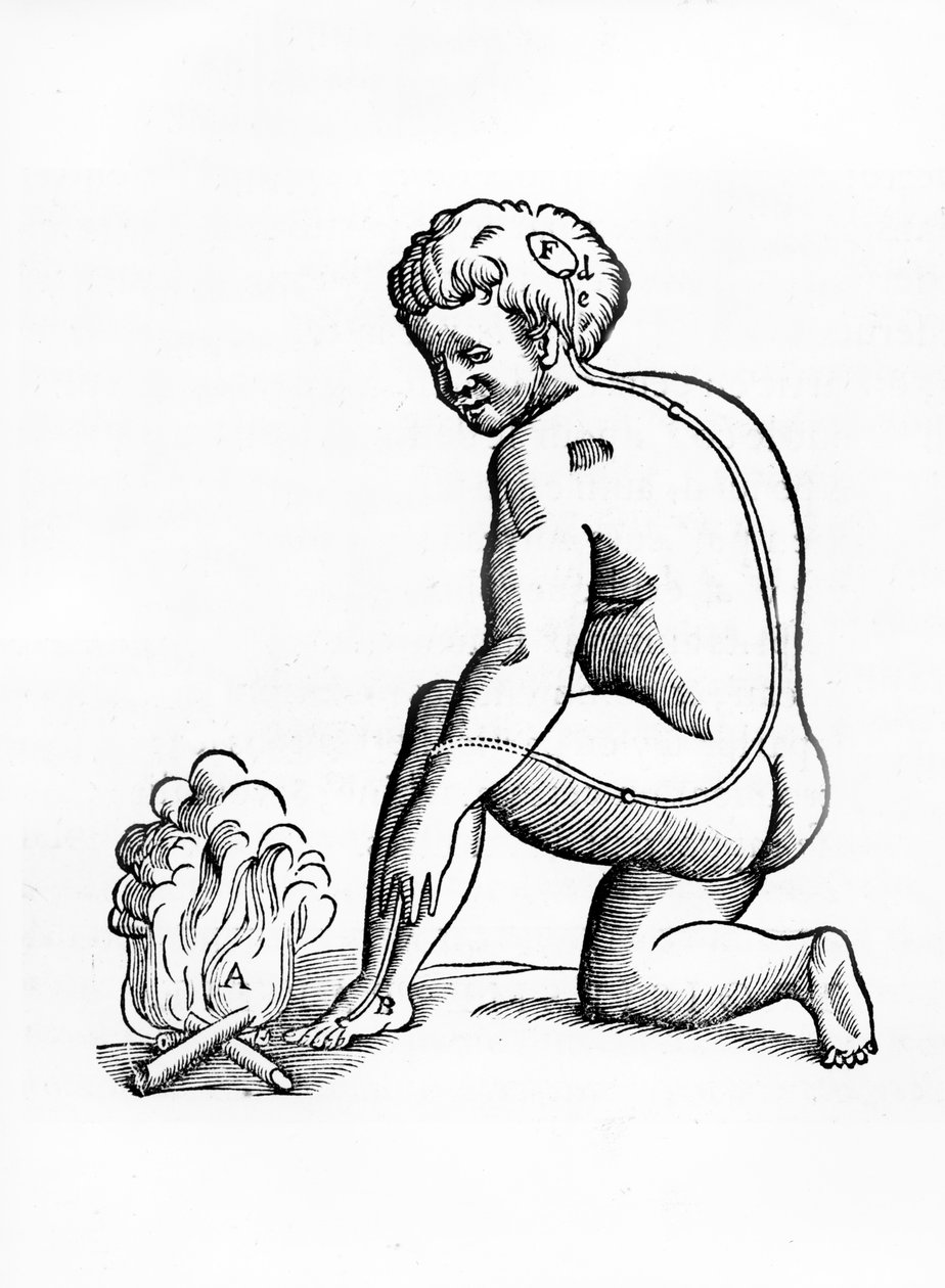 Kuva käpyrauhasen kanavien toiminnasta ihmisen hermostoon suhteessa tulen reaktioon, Tractatus de Homine, julkaissut Amsterdamissa Elsevier, 1677 (woods tekijältä French School