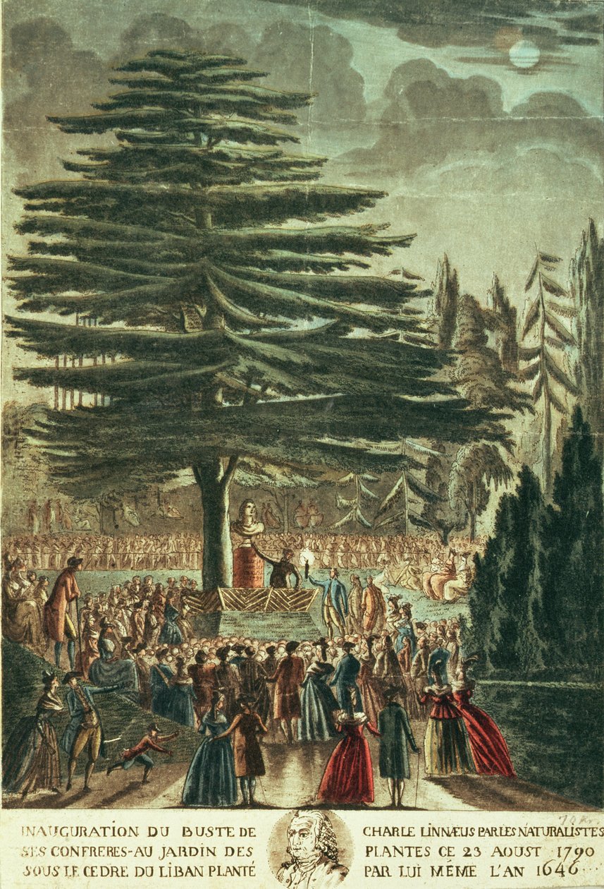 Carl Linnaeuksen (1707-78) rintakuvan vihkiminen käyttöön Jardin des Plantesissa, Libanonin setripuun alla, jonka hän istutti vuonna 1646, 23. elokuuta 1790. tekijältä French School