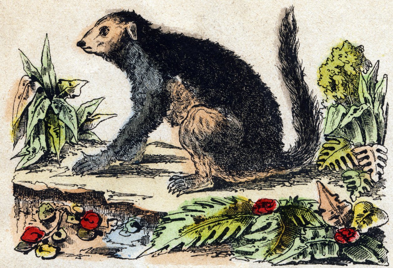 Indri (lemurialainen). Kaiverrus "" Alphabet des animaux sauvages"". 9. sarja. Kuvia Epinalista, Pellerin, paino-kustantaja, noin 1870. Kaiverrukset puuhun, stenciloitu. 16 sivua. Mitat: 20 x 15 cm. Yksityinen kokoelma tekijältä French School