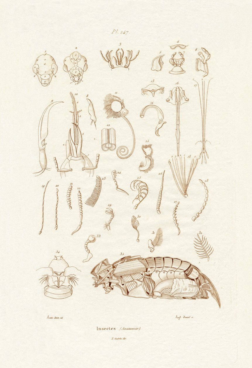 Hyönteiset, 1833-39 tekijältä French School