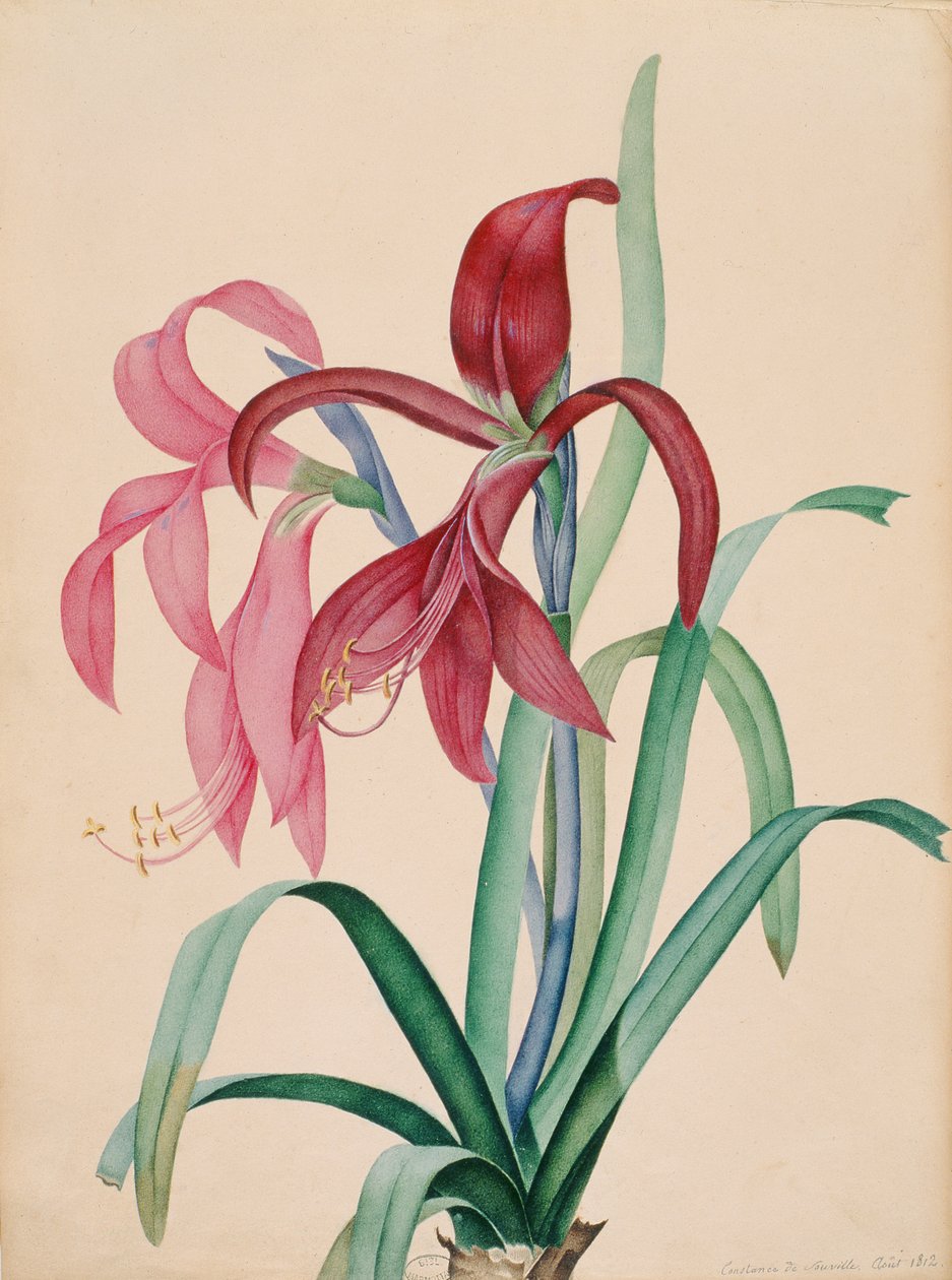 Iris, 1812 tekijältä French School
