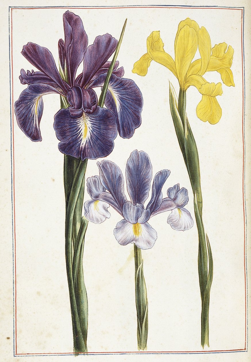 Irikset, 1700-luku tekijältä French School