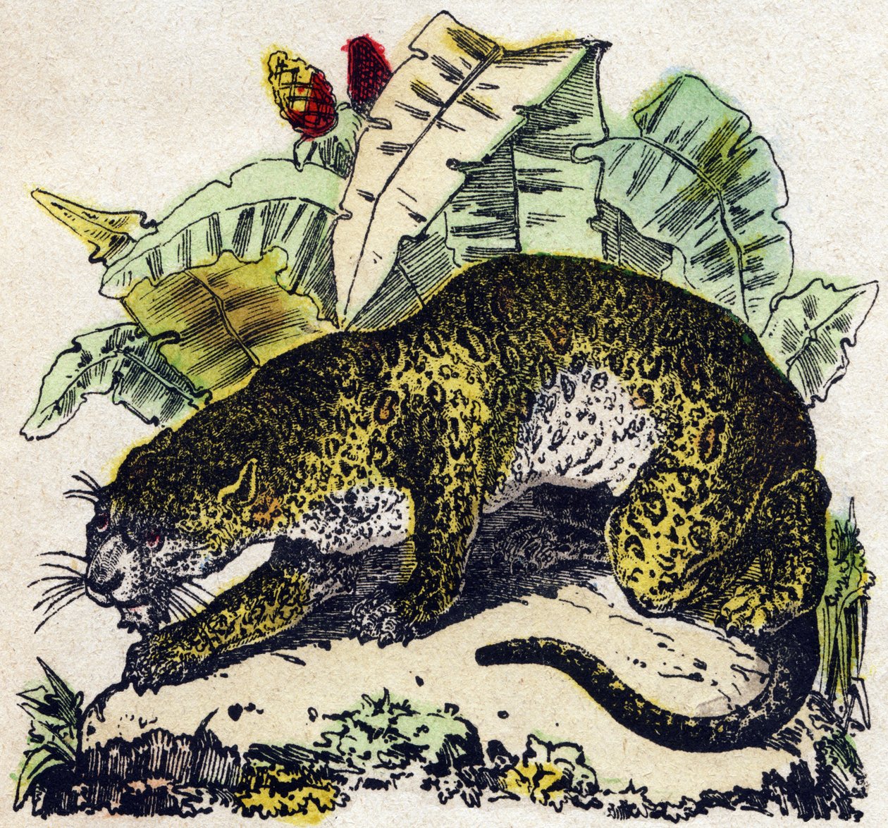 Jaguar. Kaiverrus "" Alphabet des animaux sauvages"". 9. sarja. Kuvia Epinalista, Pellerin, paino-kustantaja, noin 1870. Kaiverrukset puuhun, stenciloitu. 16 sivua. Mitat: 20 x 15 cm. Yksityinen kokoelma tekijältä French School