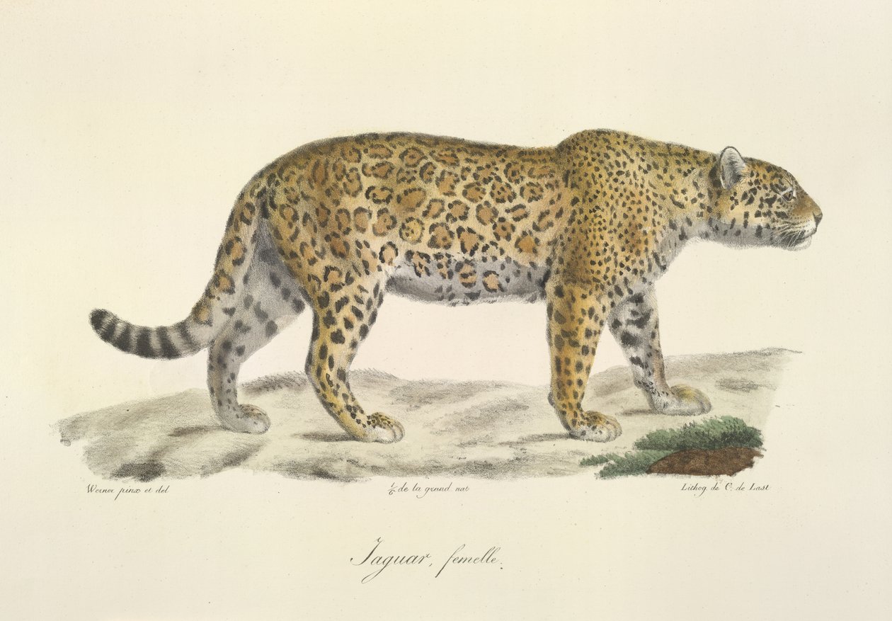 Jaguar, naaras, Natural History of Mammals (väri litho) tekijältä French School