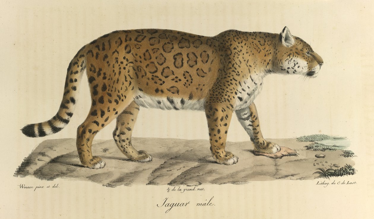 Mies jaguar. Jaguaariuros, Natural History of Mammals (väri litho) tekijältä French School