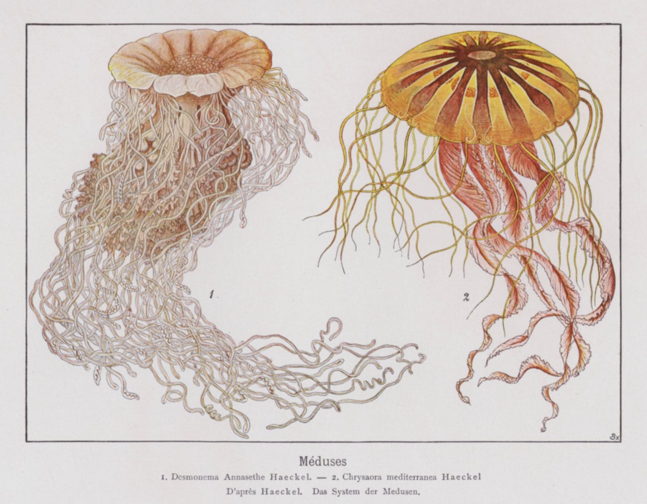 Meduusa (värilitografia) tekijältä French School