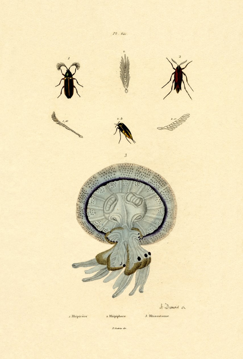 Meduusa, 1833-39 tekijältä French School